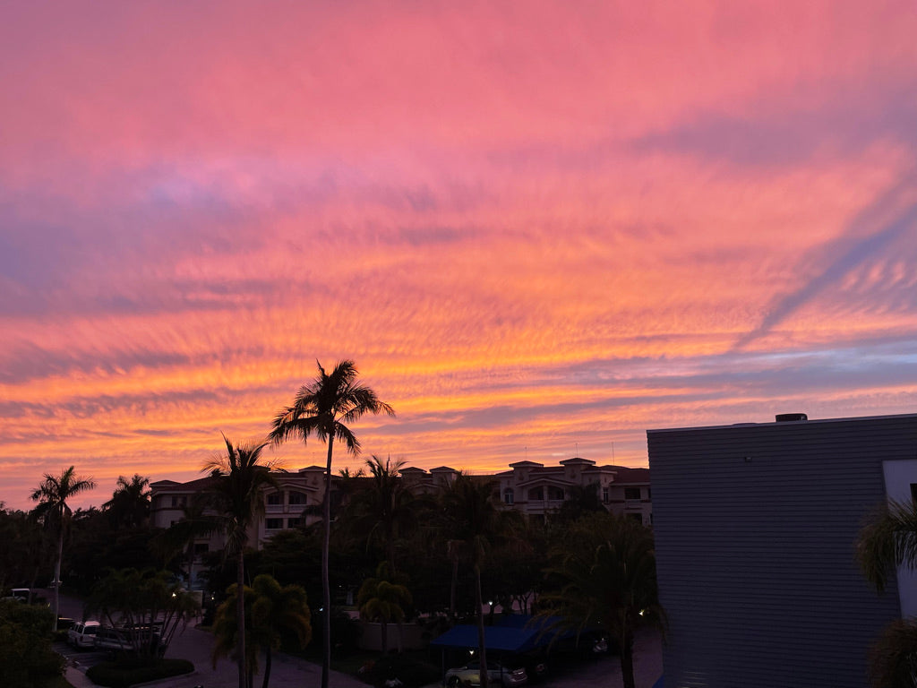 SUNSHINE & PALM TREES