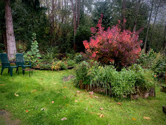 Smoke Tree... Autumnal Wet Smoldering