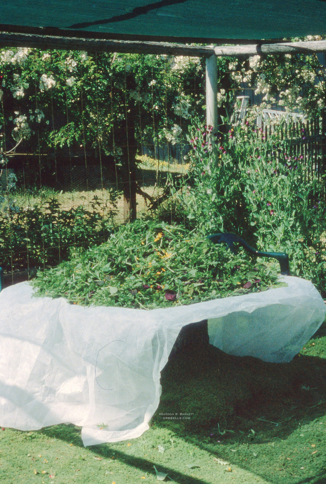The Bothy's Garden...