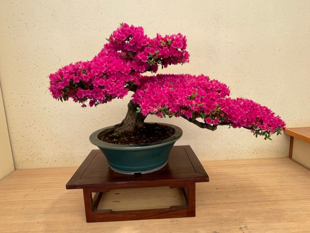 BONSAI MUSEUM - a nearby local treasure...