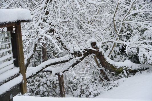 SNOW -  RARE RECENT BEAUTY...